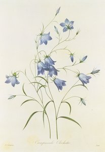 Campanula, grabado por Victor, de 